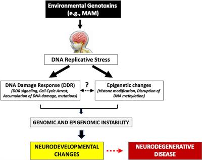 Genotoxic Damage During Brain Development Presages Prototypical Neurodegenerative Disease